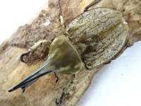 【WF1】グランディスビロードヒナカブト(コフキカブト)幼虫　3頭セット