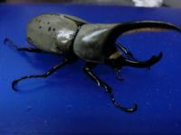 グラントシロカブト幼虫3頭セット