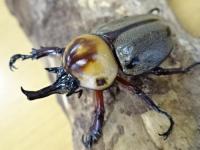ヨツボシヒナカブトペア(褐色紋タイプ)