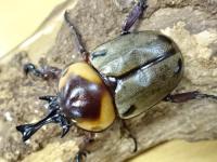 ヨツボシヒナカブトペア(褐色紋タイプ)