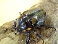 ヨツボシヒナカブトペア(褐色紋タイプ)