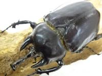 アクティオンゾウカブトペア