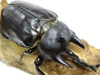 アクティオンゾウカブトペア