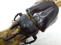 アクティオンゾウカブトペア