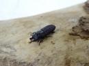 【セール】【ブラジル産】ムネツノクワガタ(Sclerostomus costatus)ペア