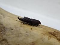 【セール】【ブラジル産】ムネツノクワガタ(Sclerostomus costatus)ペア