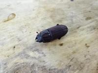 【セール】【ブラジル産】ムネツノクワガタ(Sclerostomus costatus)ペア