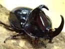 【WD】パンカブトペア