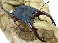 【WF1】ウムハンギノコギリクワガタ幼虫