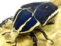 ウガンデンシスオオツノカナブン幼虫(ブルー)　3頭セット