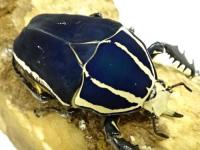 ウガンデンシスオオツノカナブン幼虫(ブルー)　3頭セット