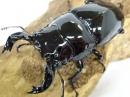 タランドゥスオオツヤクワガタペア