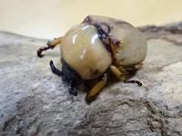 フェアダルマコガネ幼虫　3頭セット