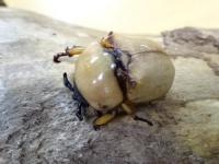 【WF1】フェアダルマコガネ幼虫　3頭セット