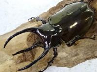 【WD】アトラスオオカブトペア
