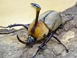 ゴロファピサロ幼虫