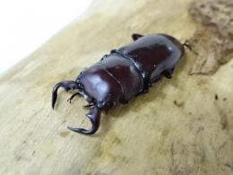 【WF1】グラウトコクワガタ幼虫　3頭セット