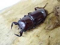 【WF1】グラウトコクワガタ幼虫　3頭セット