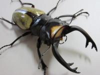 ラコダールツヤクワガタペア