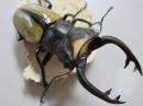 ラコダールツヤクワガタペア
