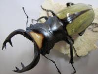 ラコダールツヤクワガタペア