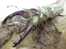【WF1】ズベールホソアカクワガタ幼虫　3頭セット