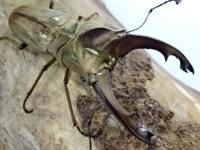 【WF1】ズベールホソアカクワガタ幼虫　3頭セット