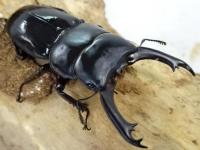 【チベット産】ティティウスヒラタクワガタペア
