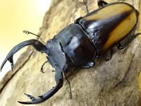 【大型個体】カワノシカクワガタペア