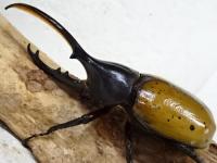 ヘラクレスエクアトリアヌス幼虫　3頭セット