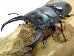 【WF1】ミンダナオパリーオオクワガタ(セツロウ)幼虫　3頭セット