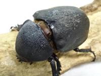 【WF1】ミンダナオアトラス幼虫　3頭セット
