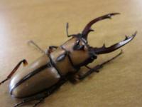 カネギエーテルノコギリクワガタペア