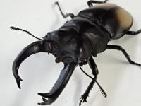 【WF1】パリーフタマタ(ディロレイ)幼虫　3頭セット