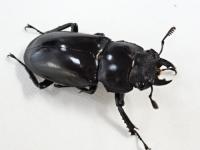 【WF1】パリーフタマタクワガタ(ディロレイ)幼虫