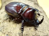 【WF1】オーベルチュールトゲアシナガサイカブト幼虫　3頭セット