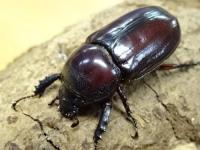 【WF1】オーベルチュールトゲアシナガサイカブト幼虫　3頭セット