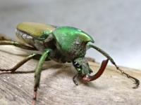 【WF1】マインドロンカブトハナムグリ幼虫　3頭セット