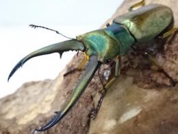【WF1】チュウホソアカクワガタ幼虫　3頭セット