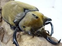 イイジマゾウカブトペア