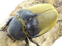 イイジマゾウカブトペア