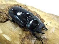 【四川産】セメノウコクワガタペア