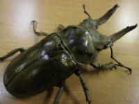 モセリオウゴンオニクワガタペア