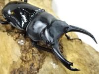 【四川産】セメノウコクワガタペア