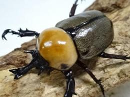 ヨツボシヒナカブトペア(♂明黄色　♀褐色紋タイプ)