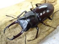 トカラコクワガタペア