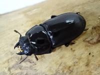トカラコクワガタペア