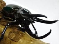 【WF1】マレーコーカサスオオカブト(キロンオオカブト)幼虫　3頭セット