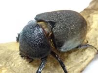 【WF1】マレーコーカサスオオカブト(キロンオオカブト)幼虫　3頭セット