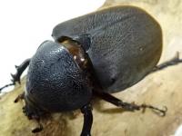【WF1】ジャワコーカサスオオカブト(キロンオオカブト)幼虫　3頭セット